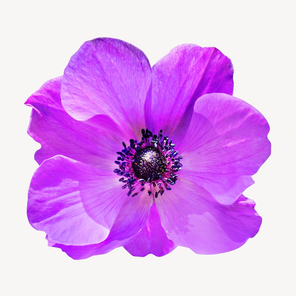 Purple anemone flower collage element