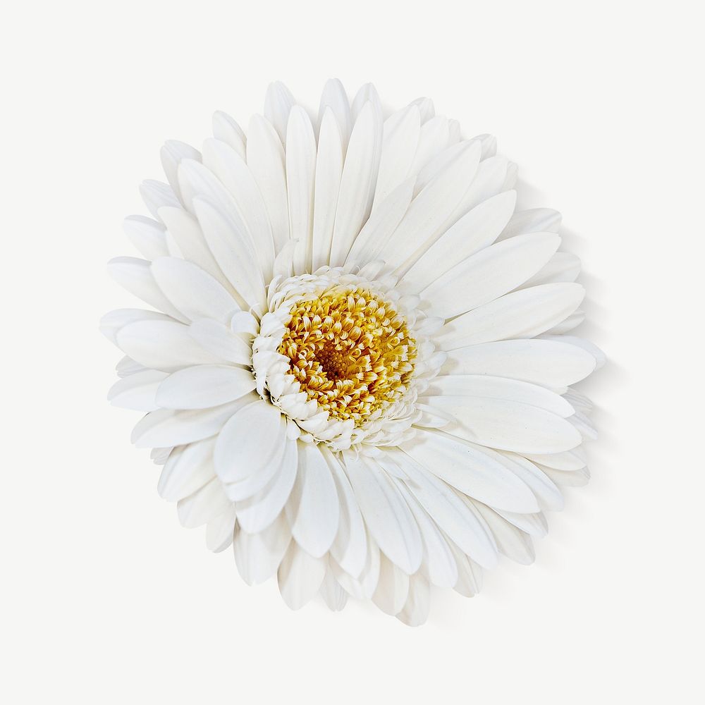 White daisy collage element psd