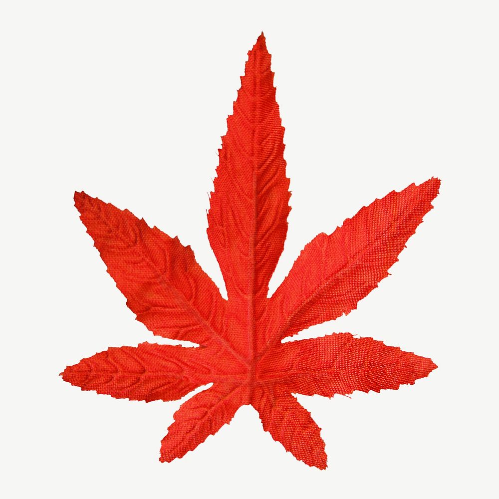 Red maple leaf isolated object psd