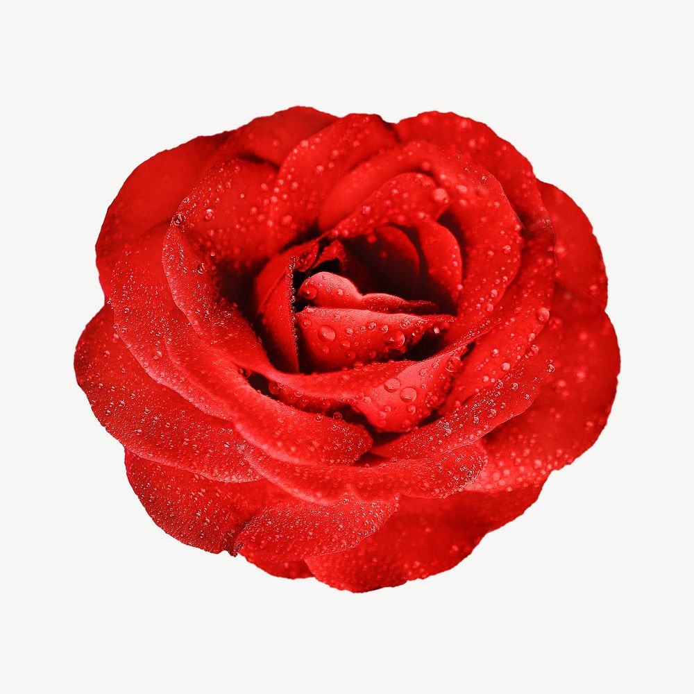 Red rose psd