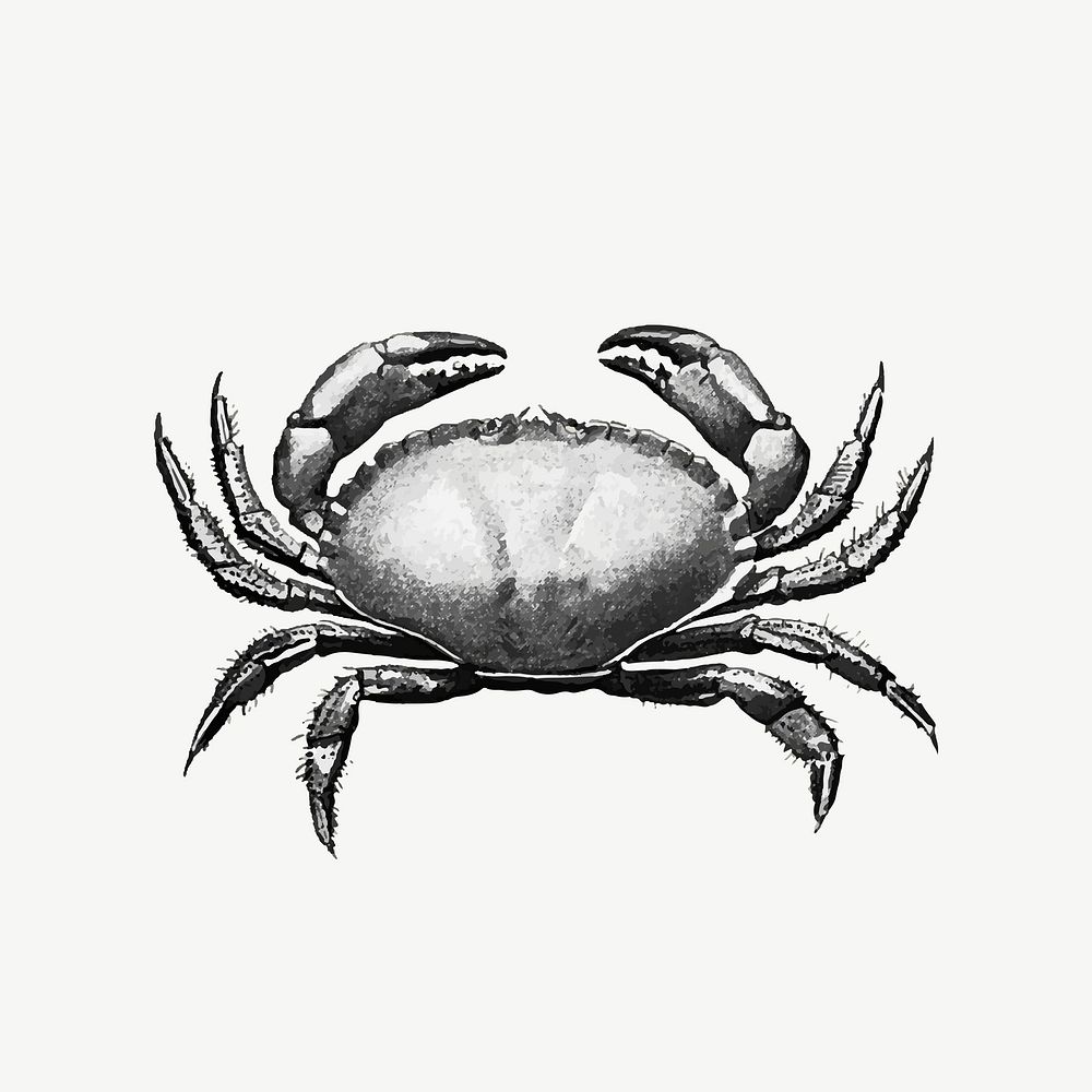 Vintage crab, sea animal illustration psd
