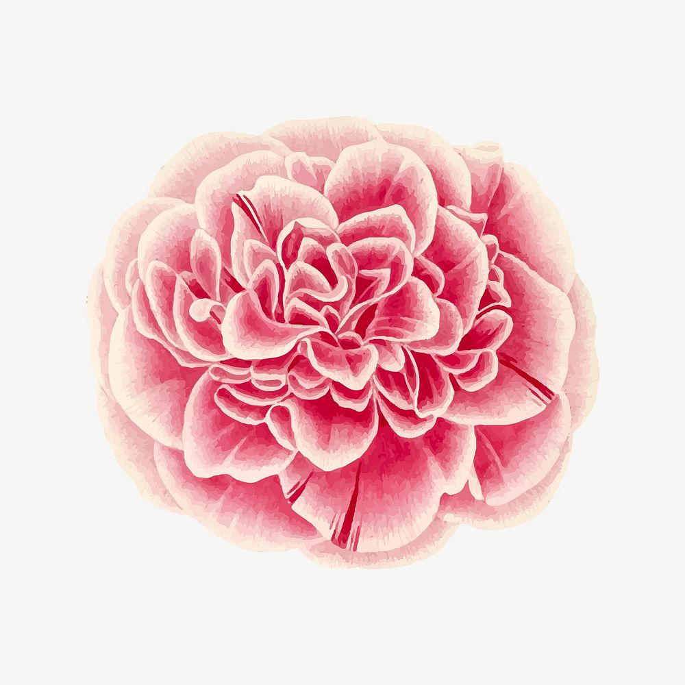 Pink peony flower illustration psd