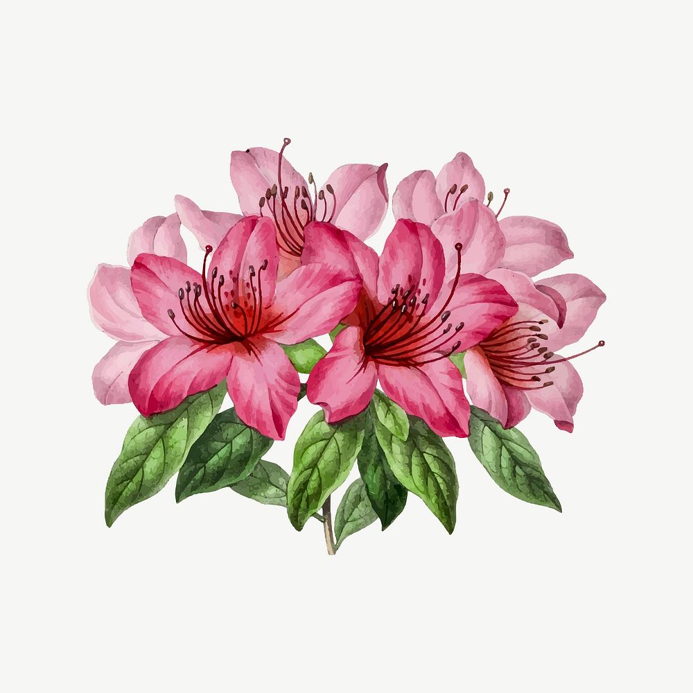 Pink azalea flower illustration psd