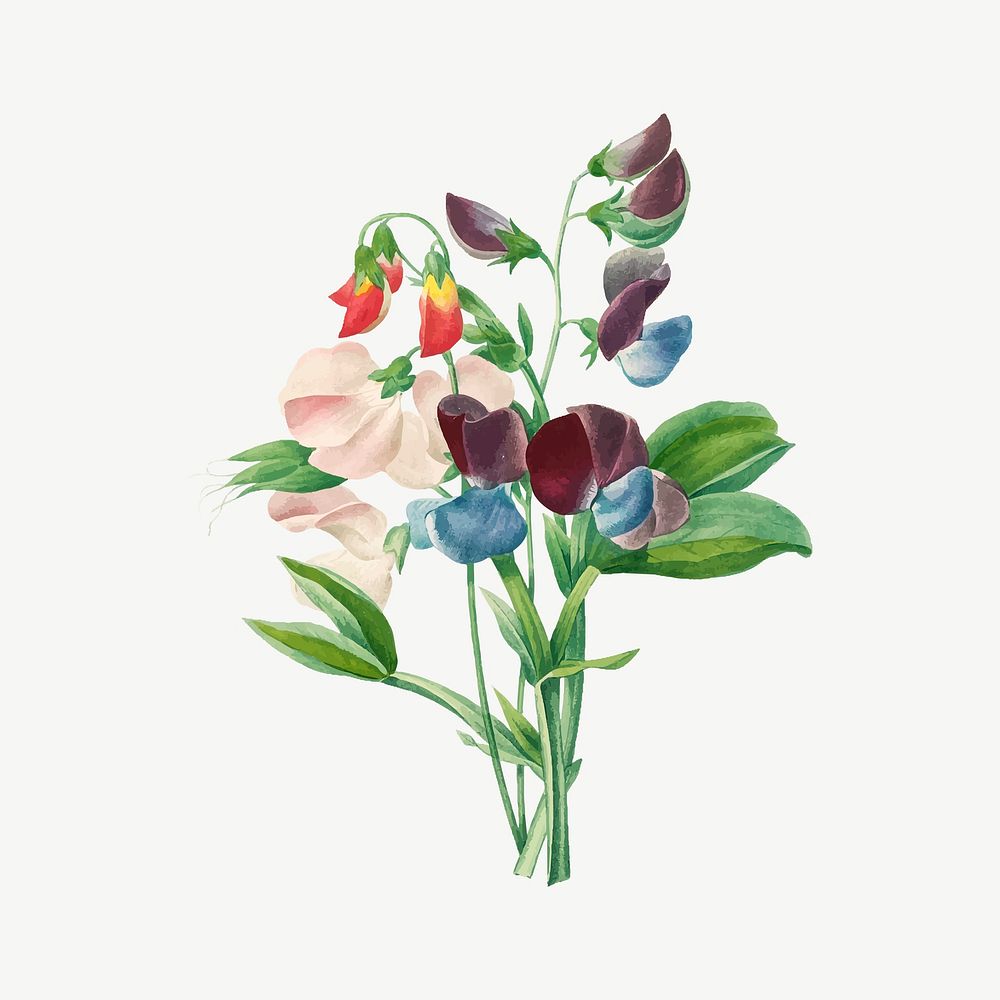 Sweet pea flower illustration psd