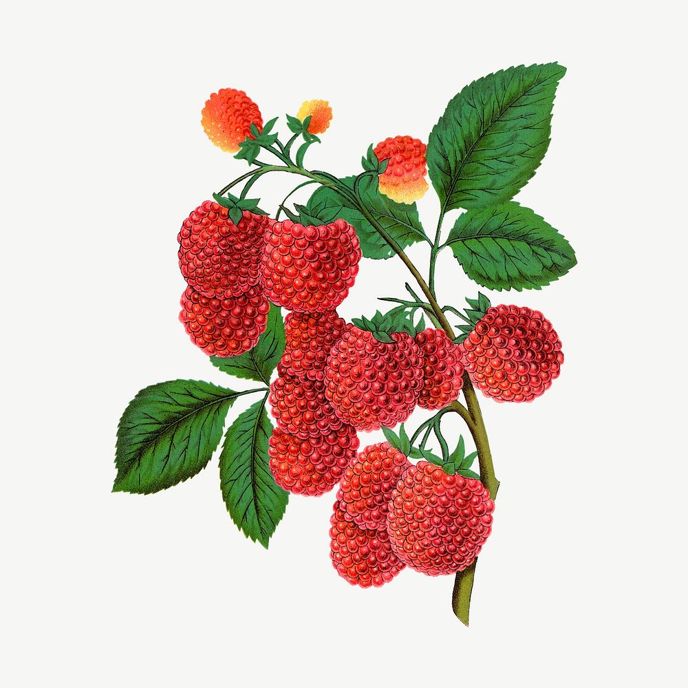 Raspberry fruit, vintage illustration psd