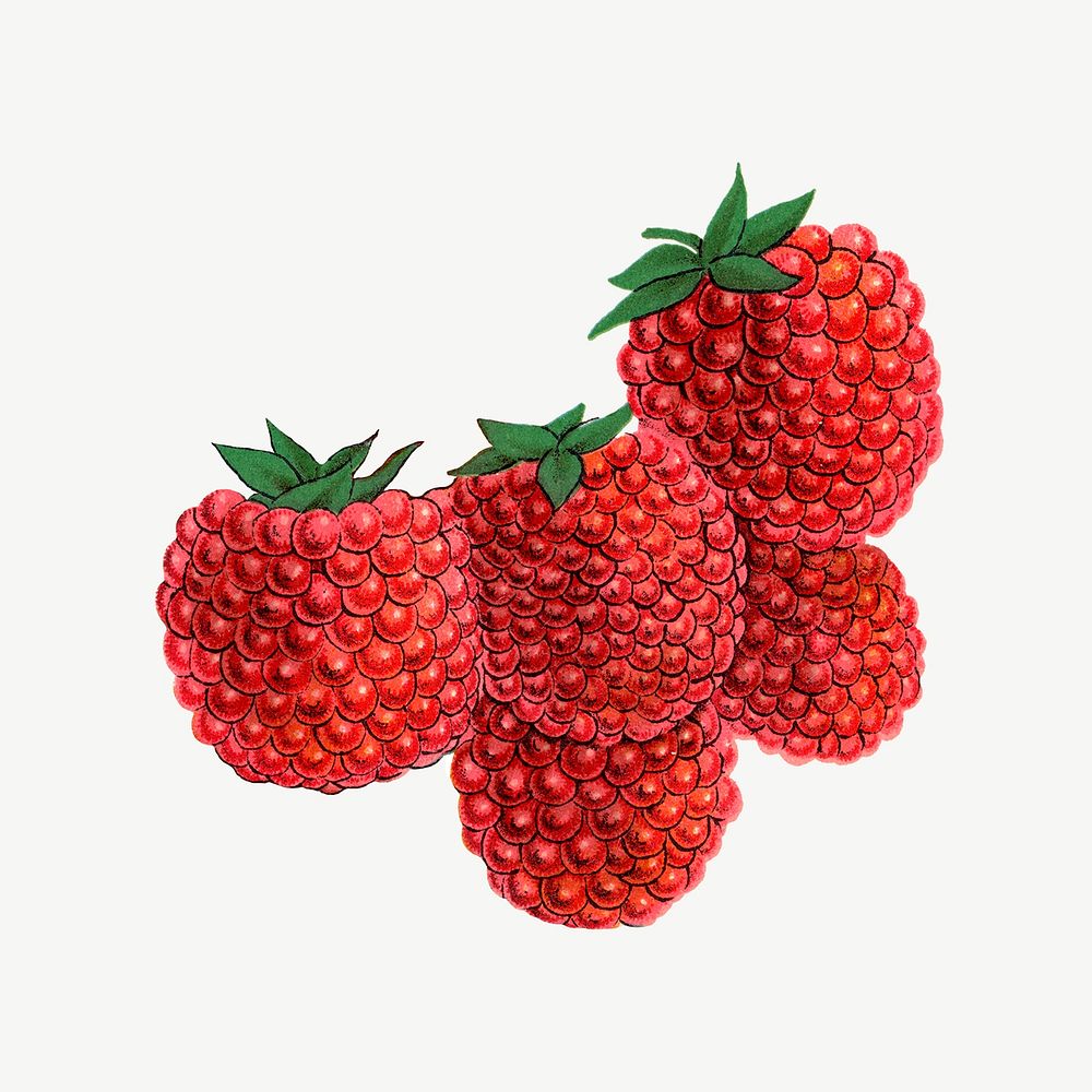 Raspberry fruit, vintage illustration psd