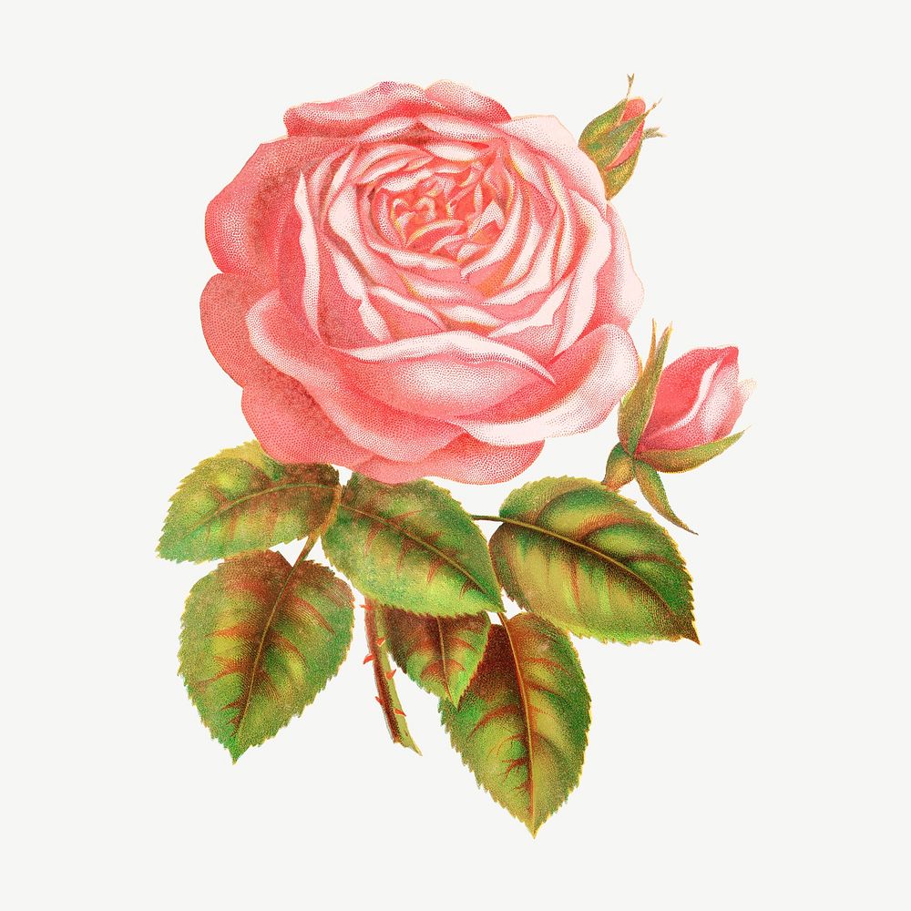 Pink rose flower, vintage illustration psd