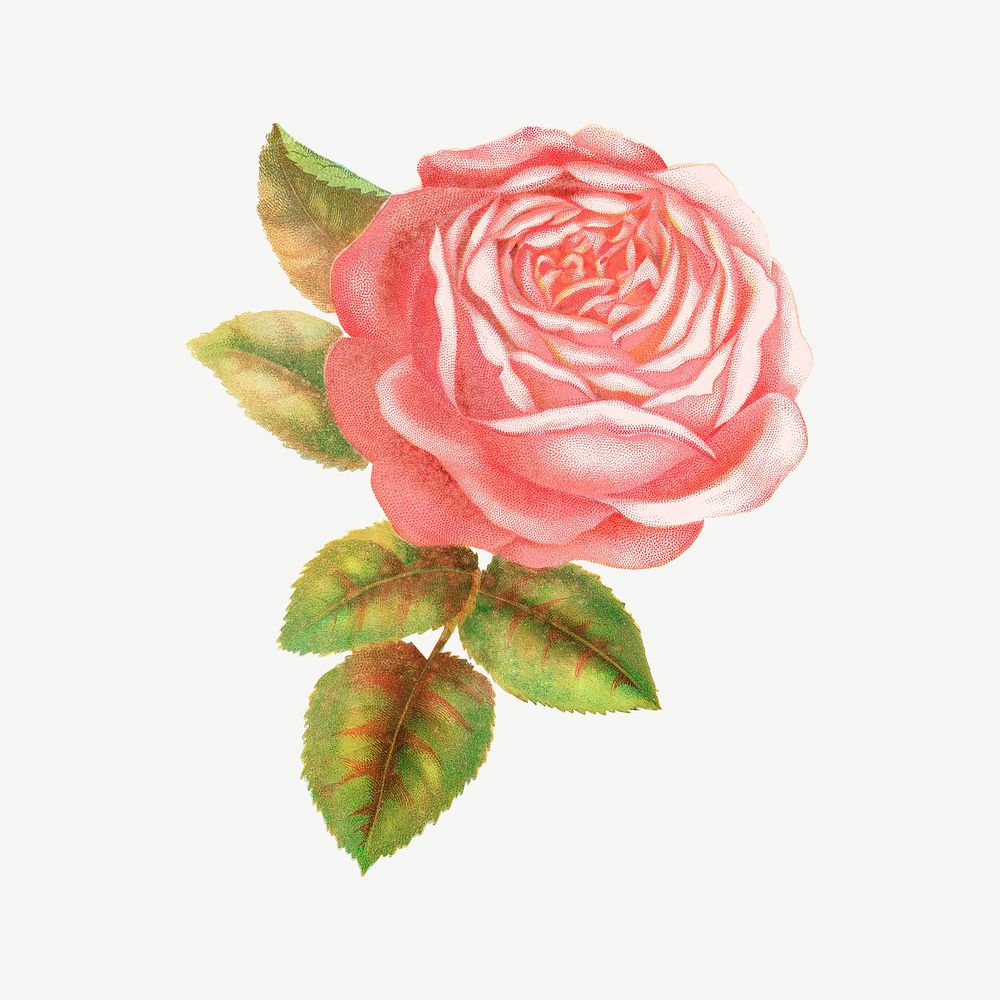 Pink rose flower, vintage illustration psd