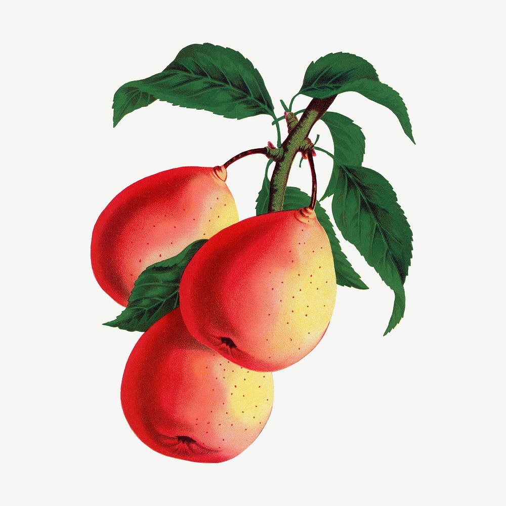 Pear fruit, vintage illustrations psd