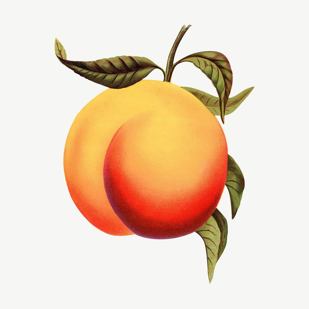 Apricot fruit, vintage illustration psd