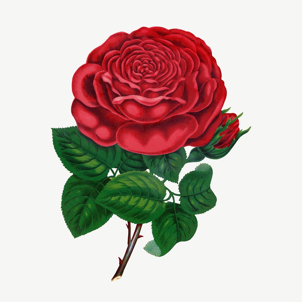 Red camellia flower, vintage illustration psd