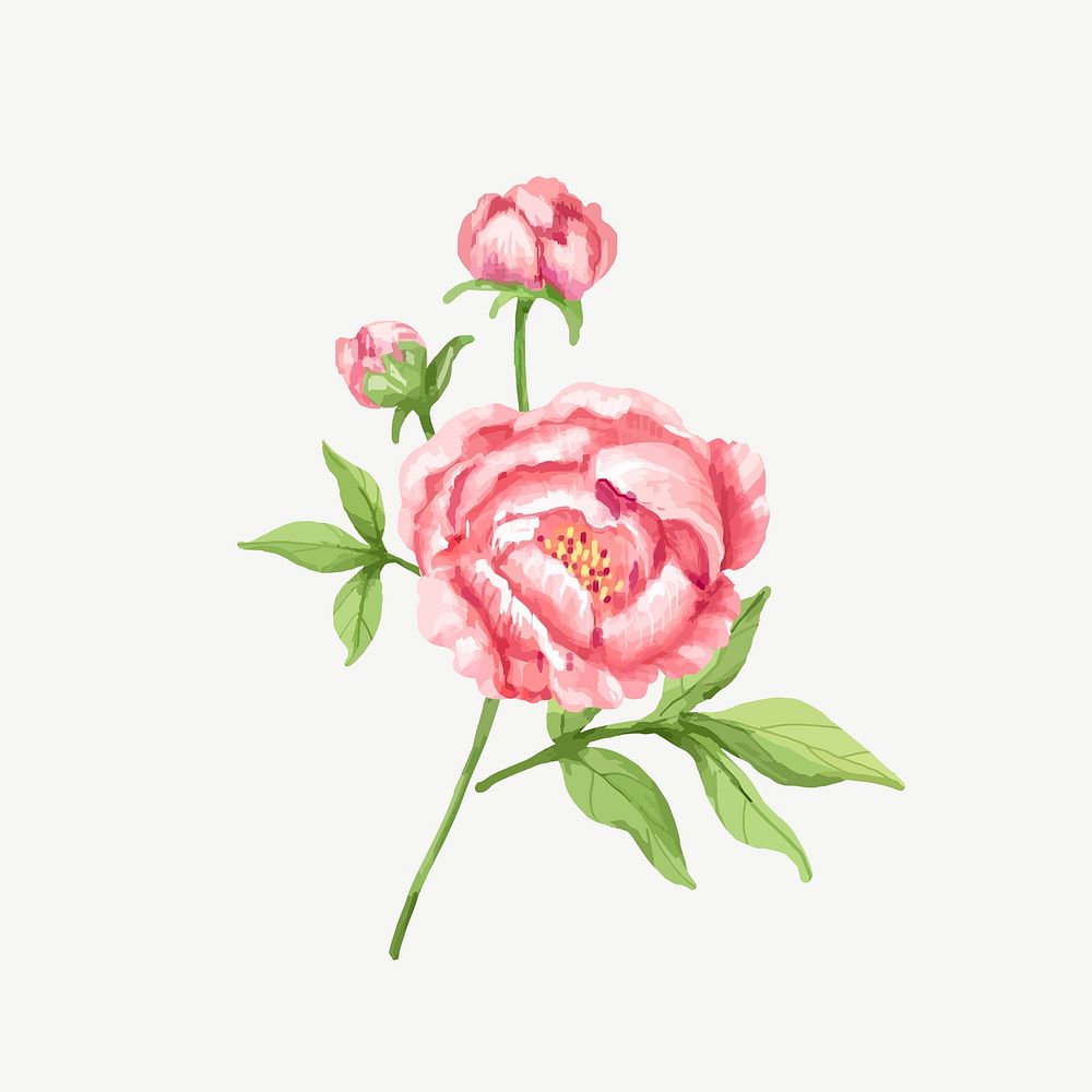Watercolor pink peony flower collage element psd