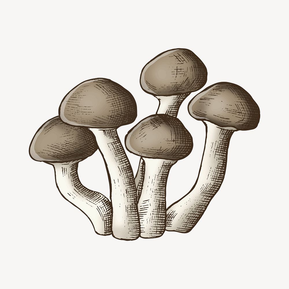 Brown mushroom cluster illustration