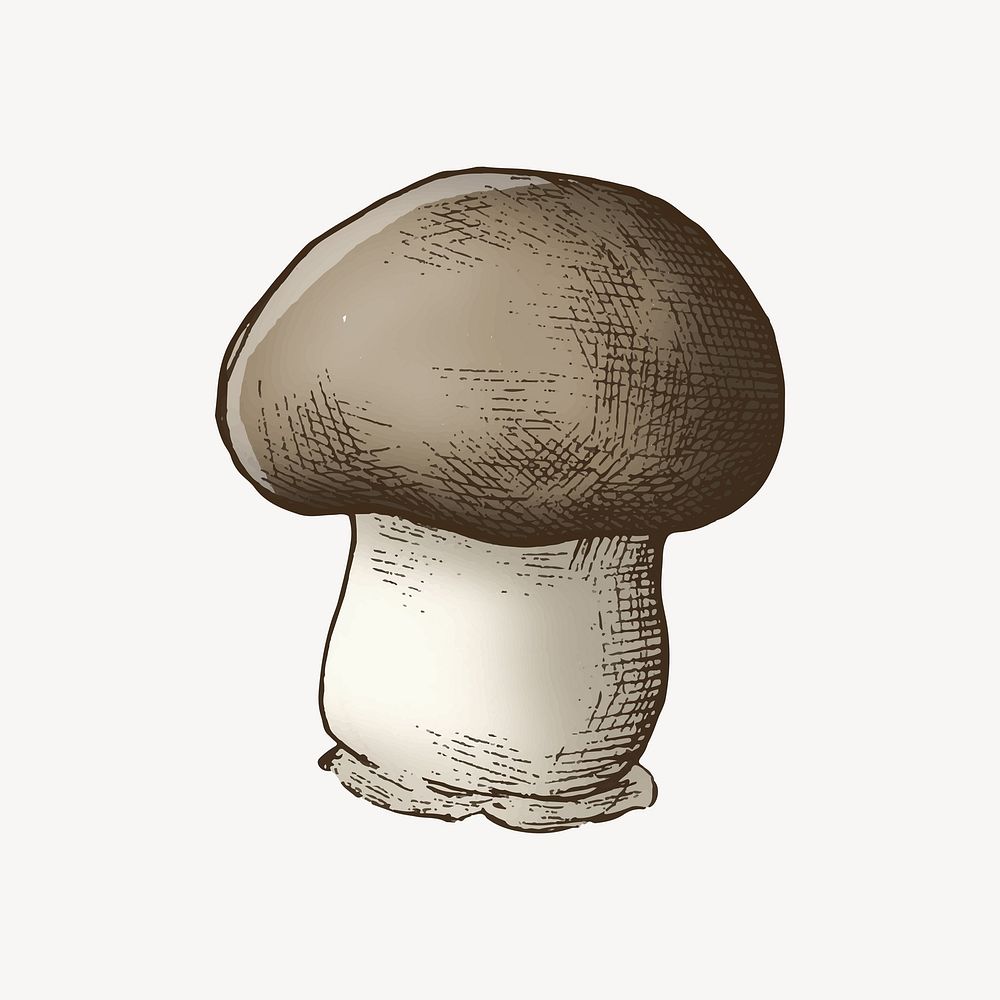 Cremini mushroom illustration