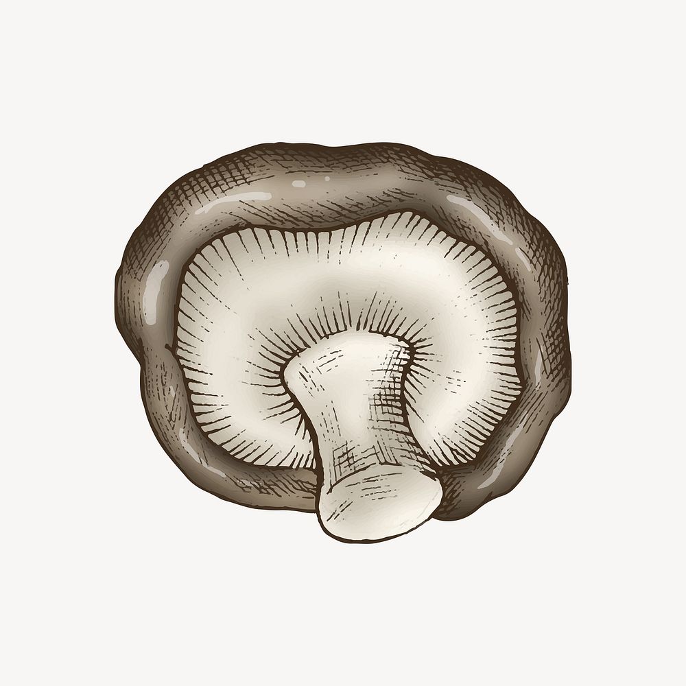 Shiitake mushroom illustration vector