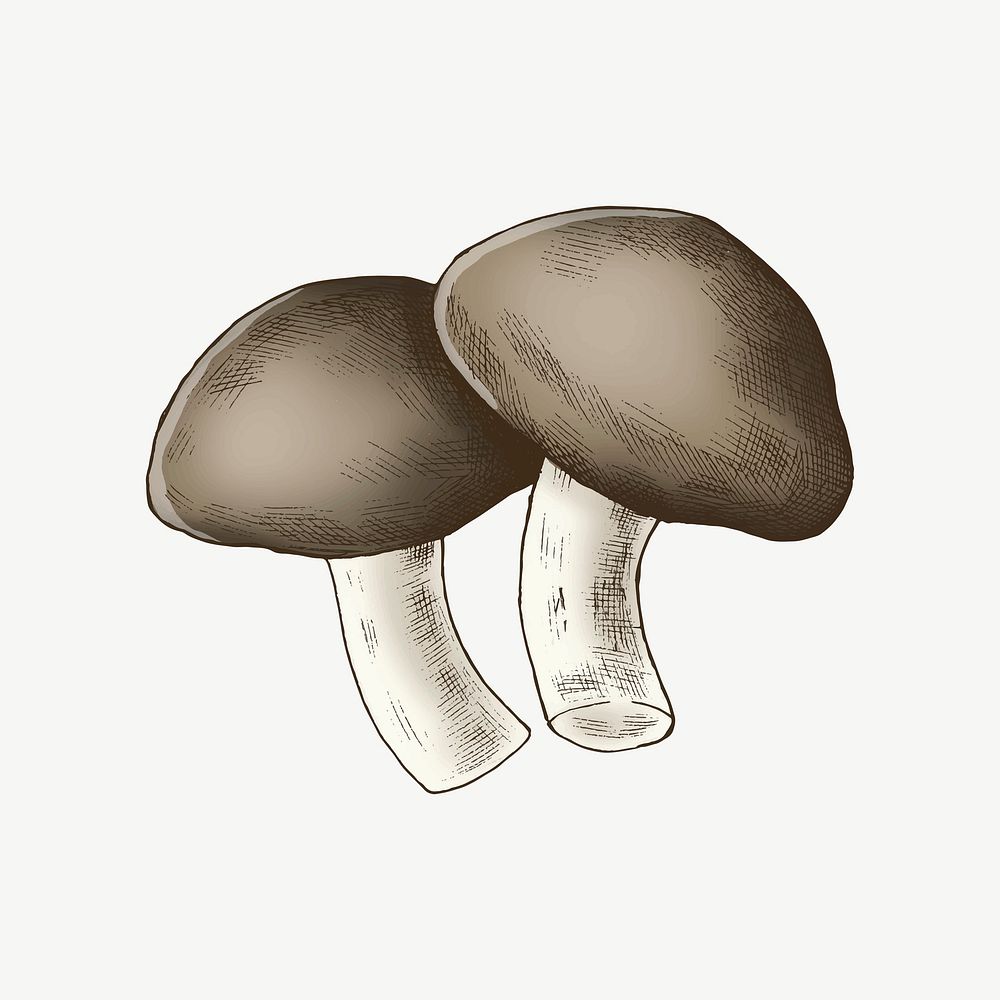 Shiitake mushrooms illustration collage element psd