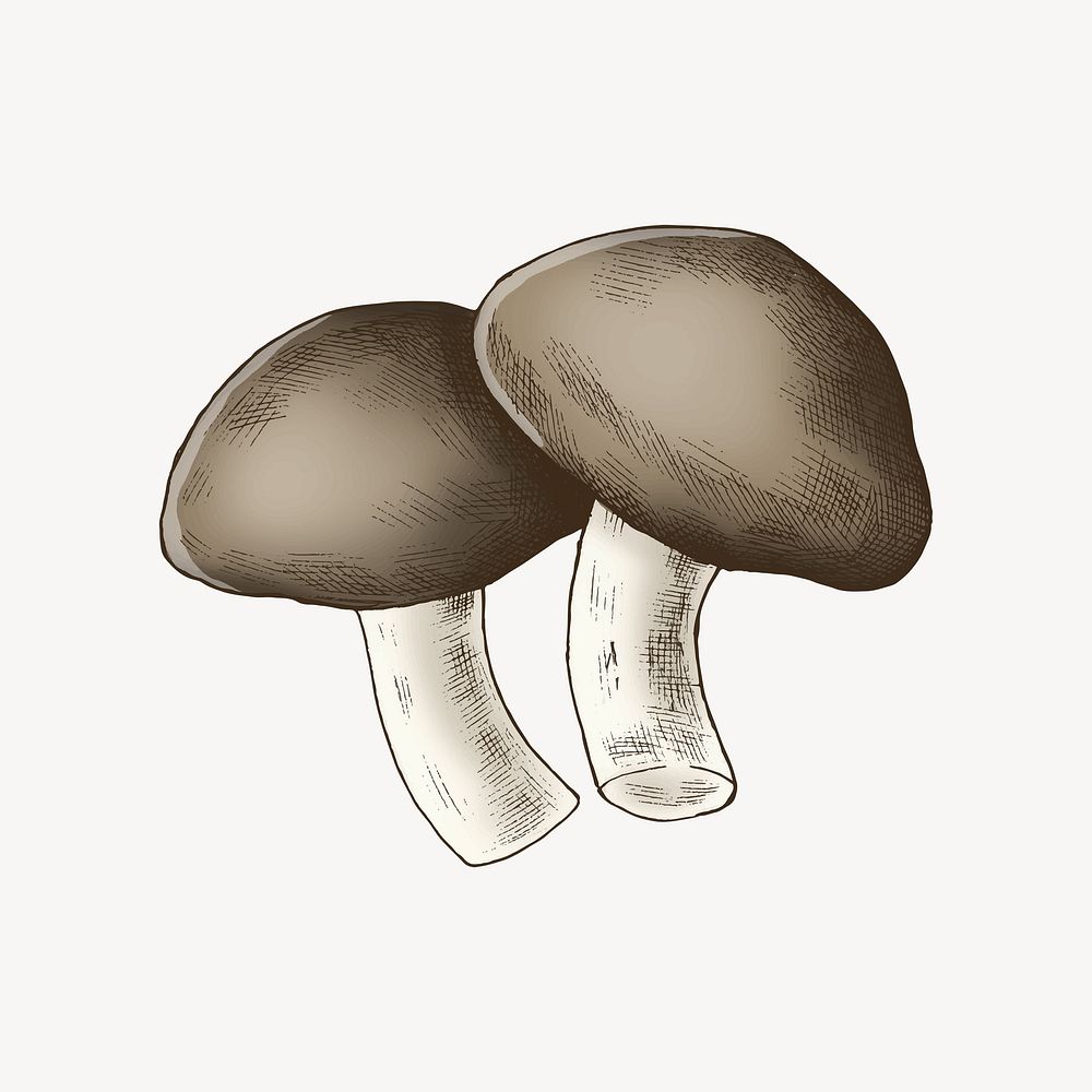 Shiitake mushrooms illustration collage element
