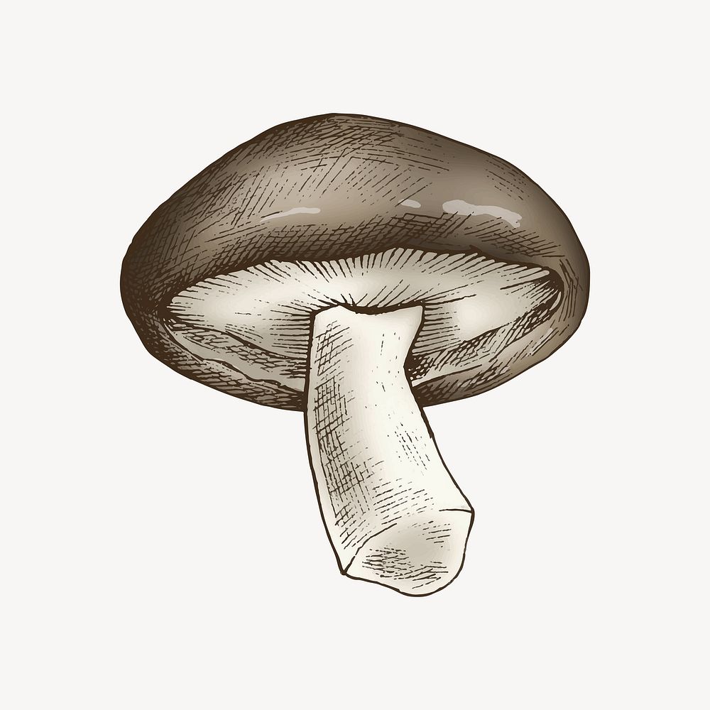 Shiitake mushroom illustration collage element