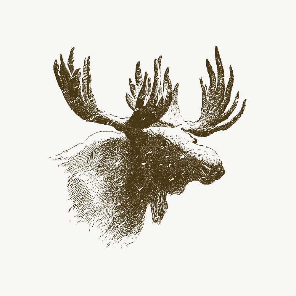 Moose, wild animal illustration psd