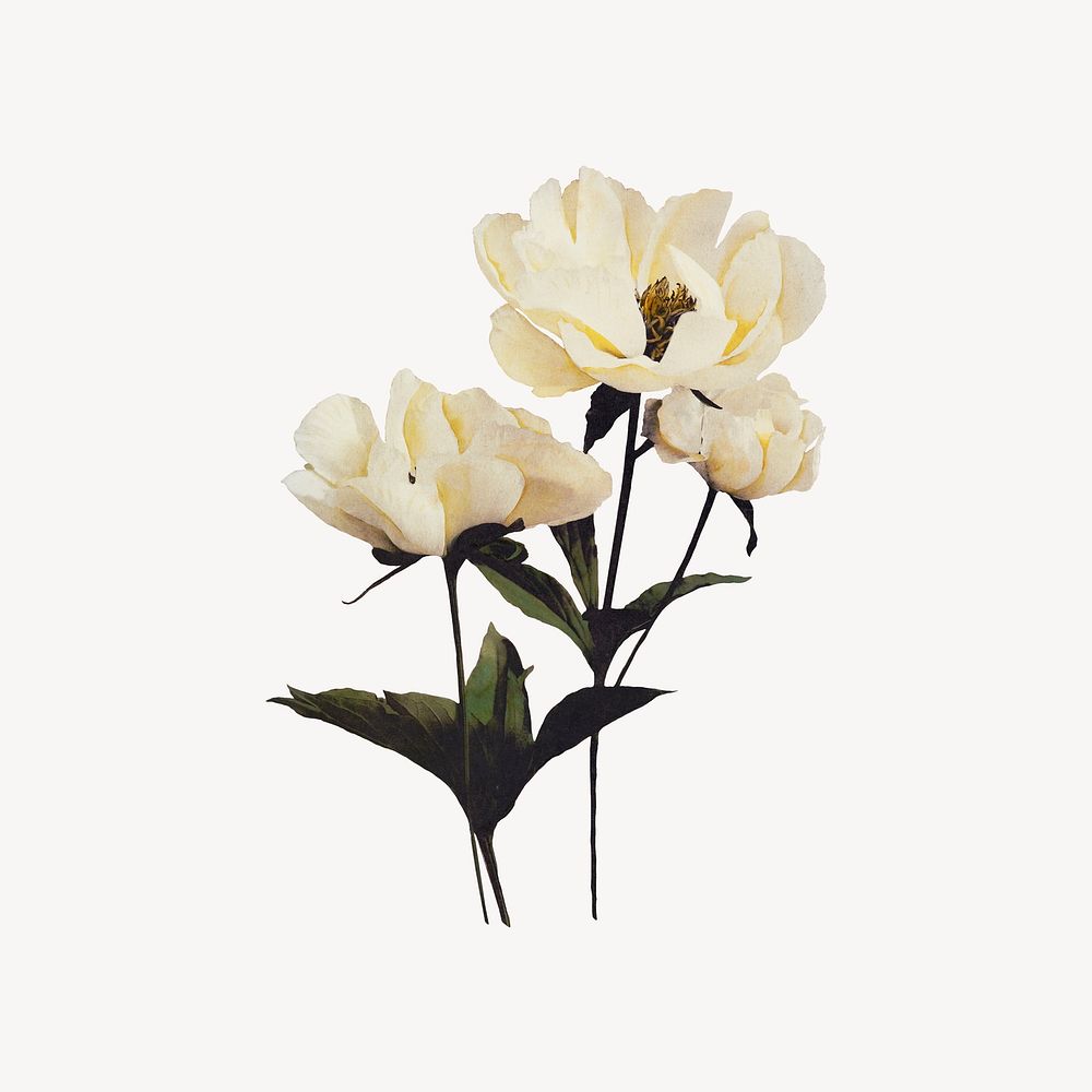Beige peony flower, botanical illustration psd