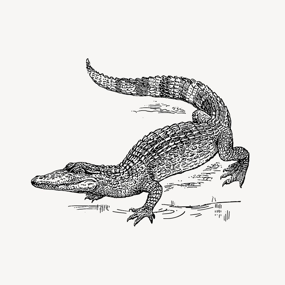 Vintage crocodile animal clipart. Free public domain CC0 image.
