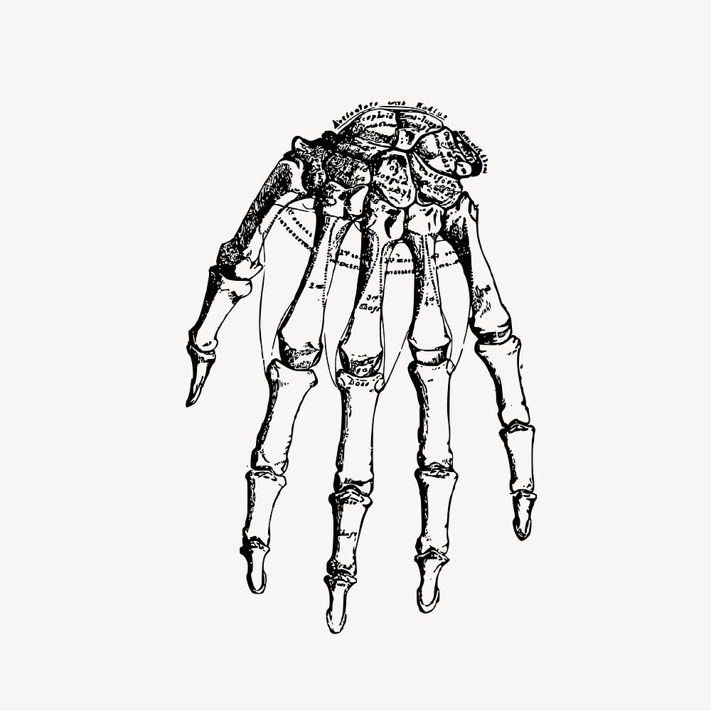 Human hand bone vintage illustration vector. Free public domain CC0 image.
