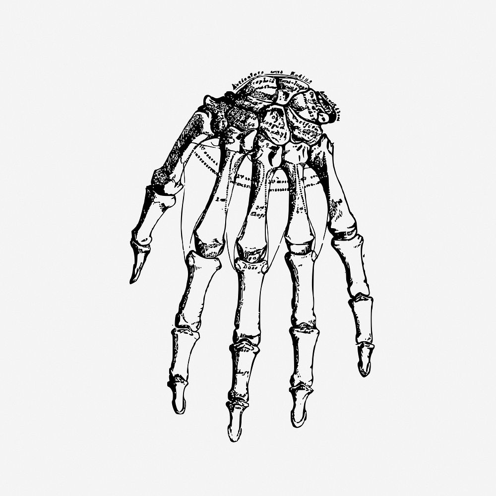 Human hand bone vintage illustration. Free public domain CC0 image.