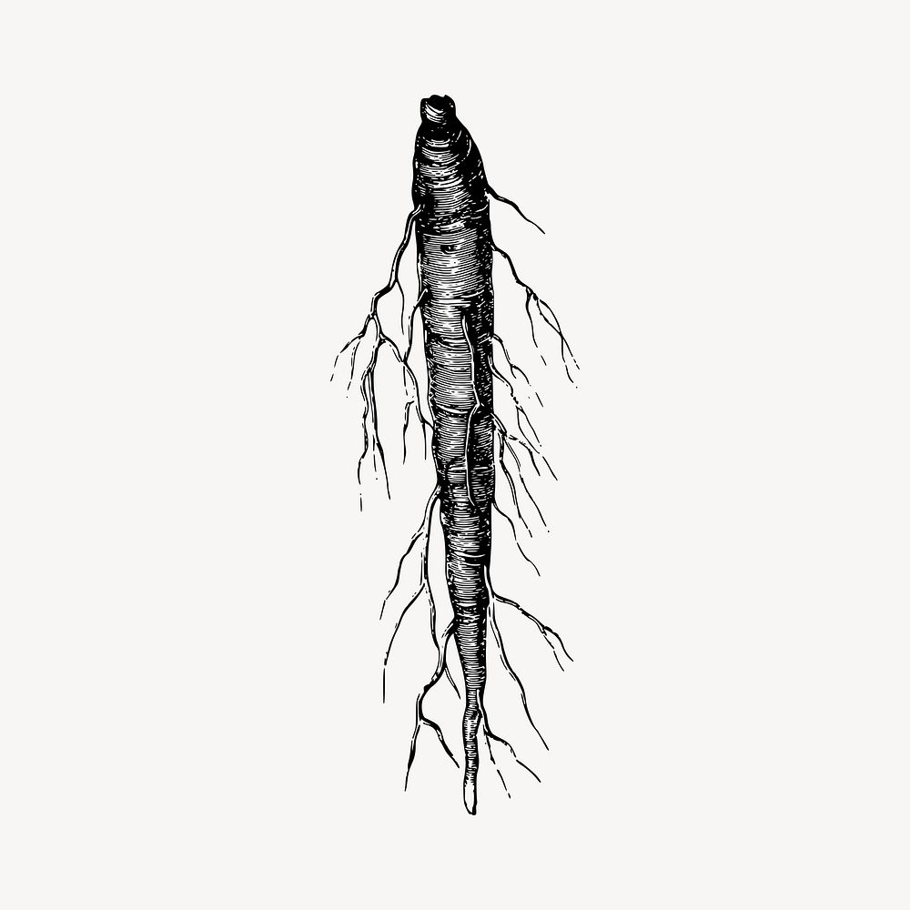 Carrot root vegetables vintage illustration vector. Free public domain CC0 image.