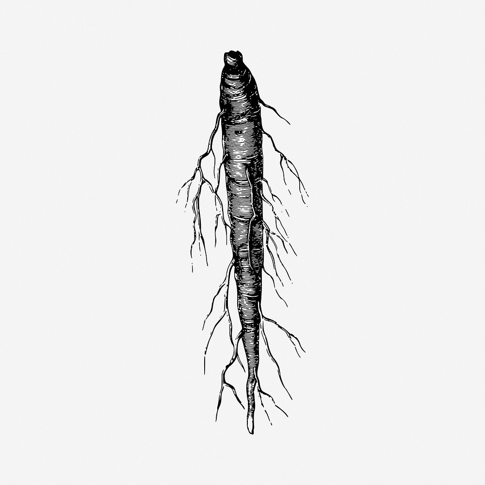 Carrot root vegetables vintage illustration. Free public domain CC0 image.