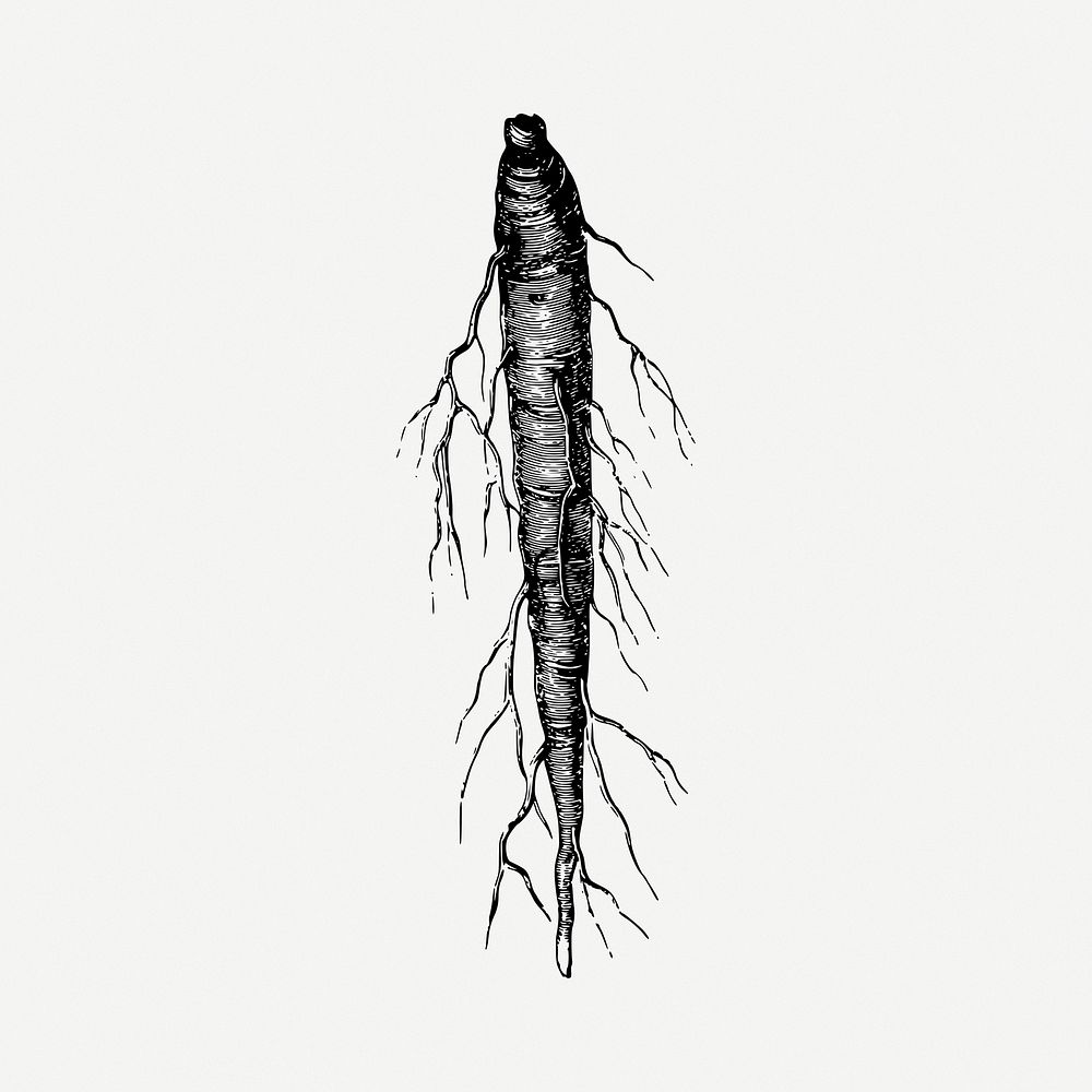 Carrot root vegetables vintage illustration psd. Free public domain CC0 image.