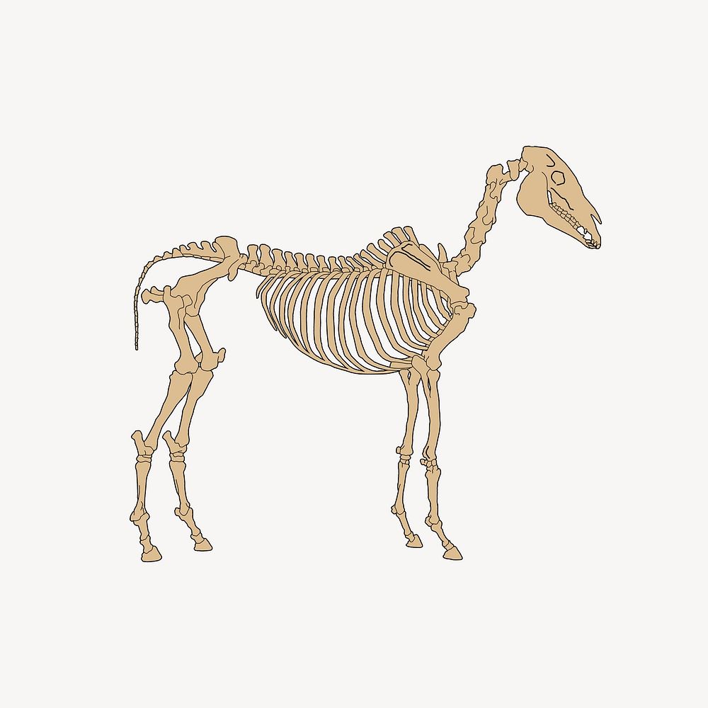 Horse anatomy skeleton   illustration. Free public domain CC0 image.
