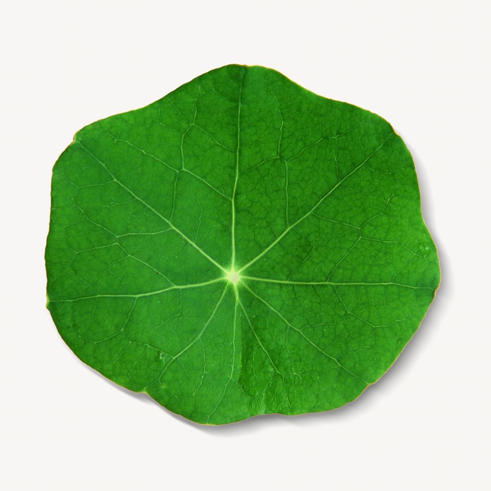 Circular green leaf white background