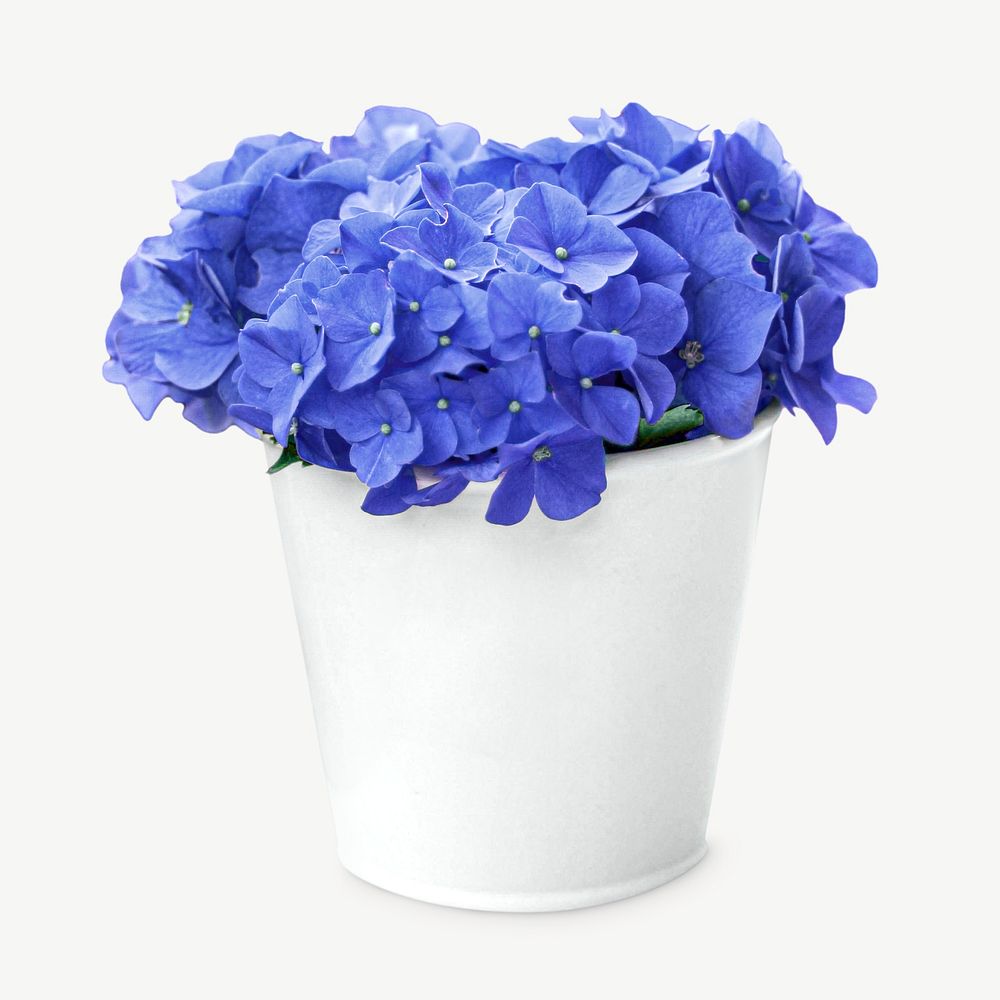 Blue hydrangea flower psd