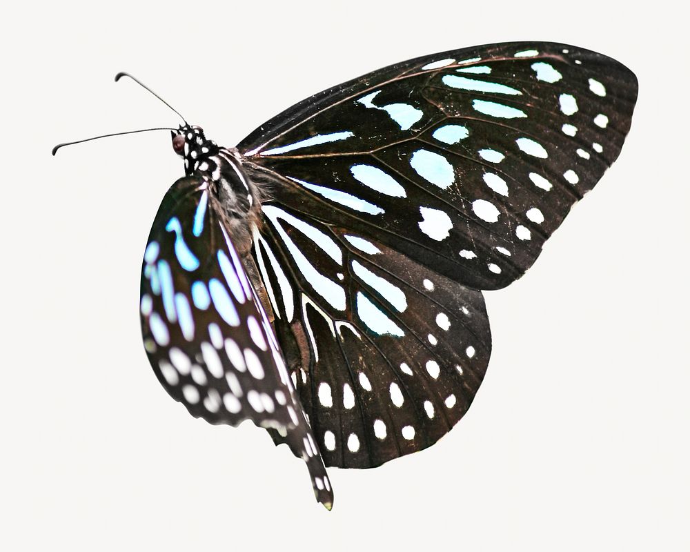 Butterfly, isolated design
