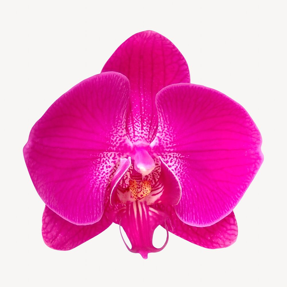 Pink orchid flower collage element
