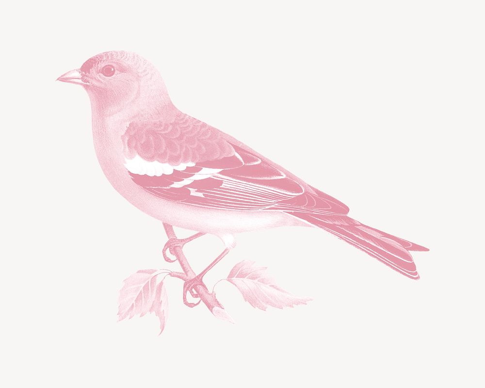Pink Chaffinch bird, vintage animal illustration psd