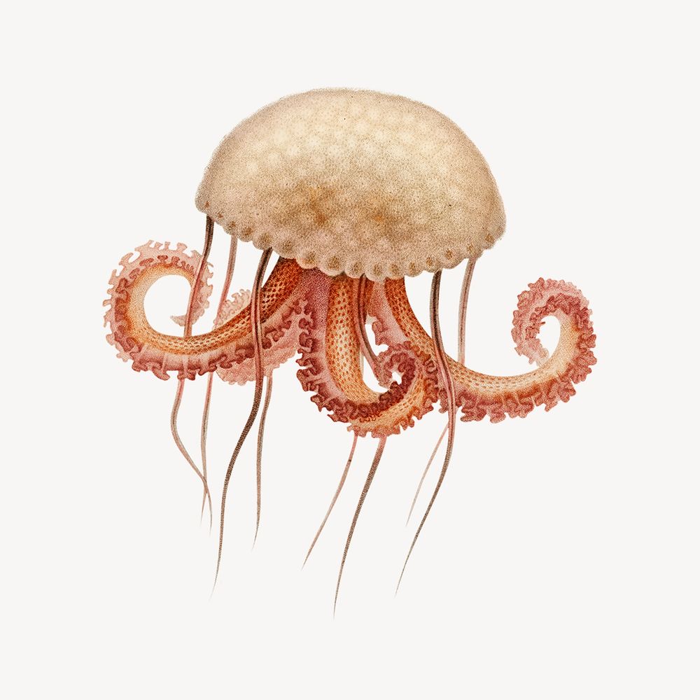 Vintage jellyfish, sea animal illustration psd