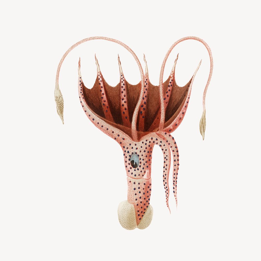 Mauve stinger jellyfish and squid, sea animal illustration psd