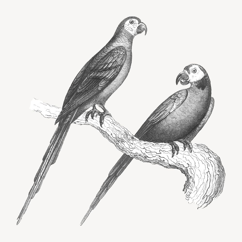 Macaw parrot birds, vintage animal illustration psd