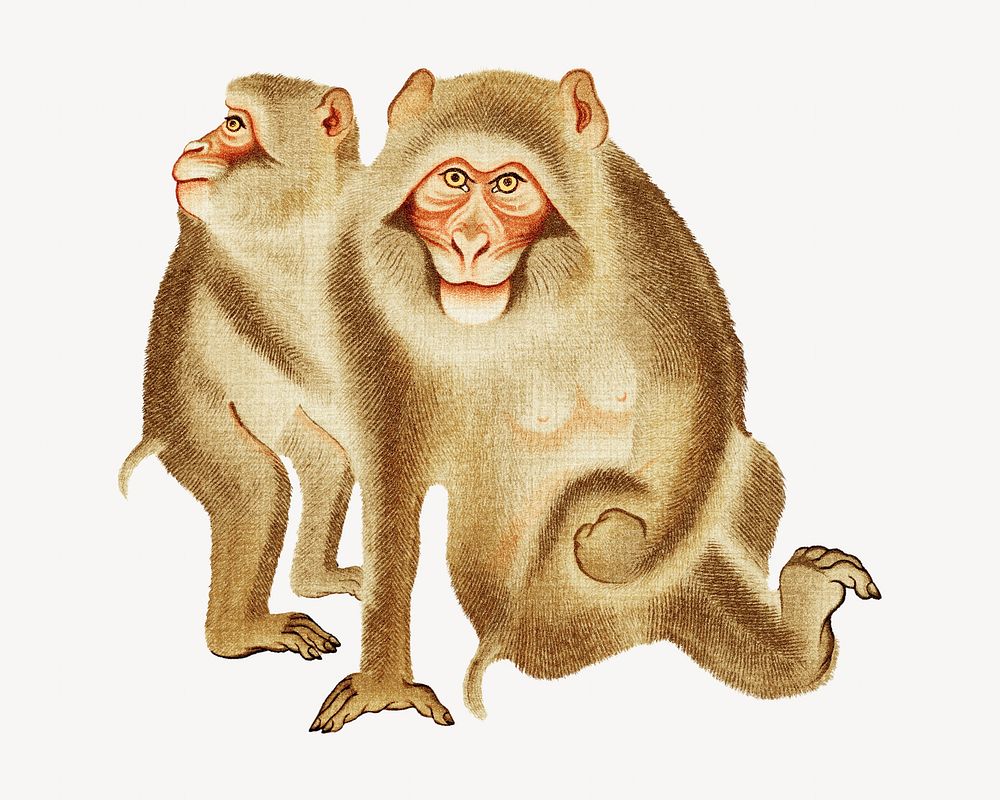 Baby monkey and mother, vintage animal painting by G.A. Audsley-Japanese illustration. Remixed by rawpixel.