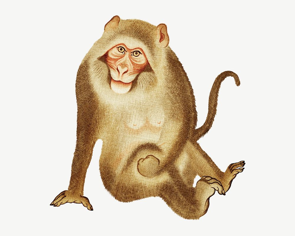 Monkey, vintage animal painting by G.A. Audsley-Japanese illustration psd. Remixed by rawpixel.