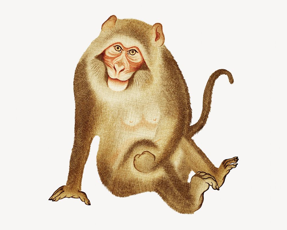 Monkey, vintage animal painting by G.A. Audsley-Japanese illustration. Remixed by rawpixel.