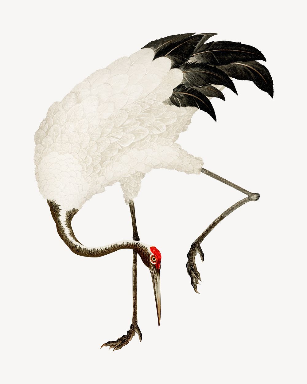Sarus crane bird, vintage animal painting, by G.A. Audsley-Japanese illustration. Remixed by rawpixel.
