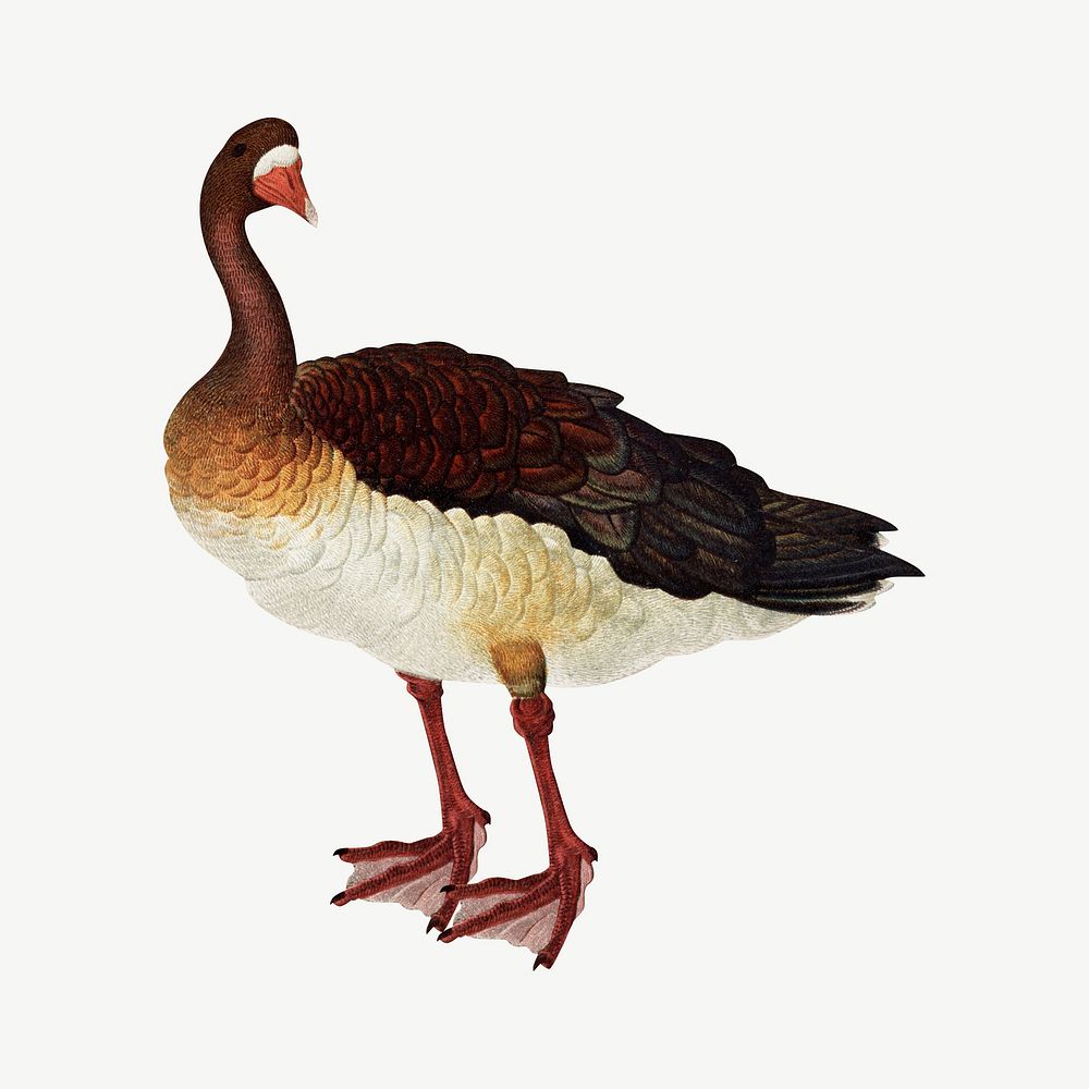 White-fronted goose, vintage animal by G.A. Audsley-Japanese illustration psd. Remixed by rawpixel.