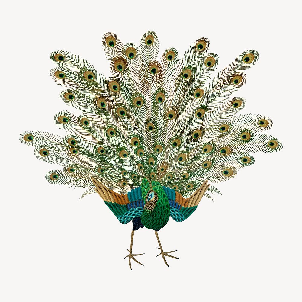 Peacock showing off, vintage animal painting by G.A. Audsley-Japanese illustration. Remixed by rawpixel.