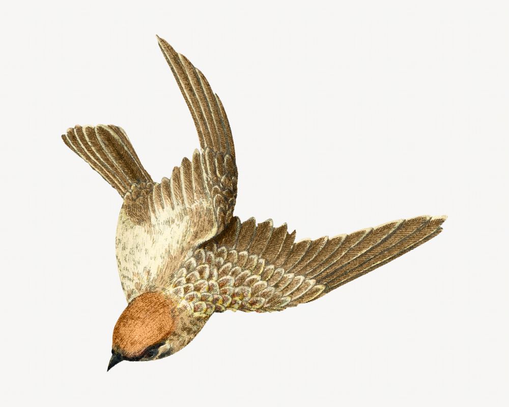 Little bird, Japanese animal illustration. Remixed by rawpixel.