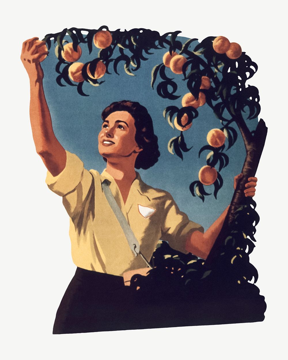 Woman picking fruit vintage illustration psd. Remixed by rawpixel. 