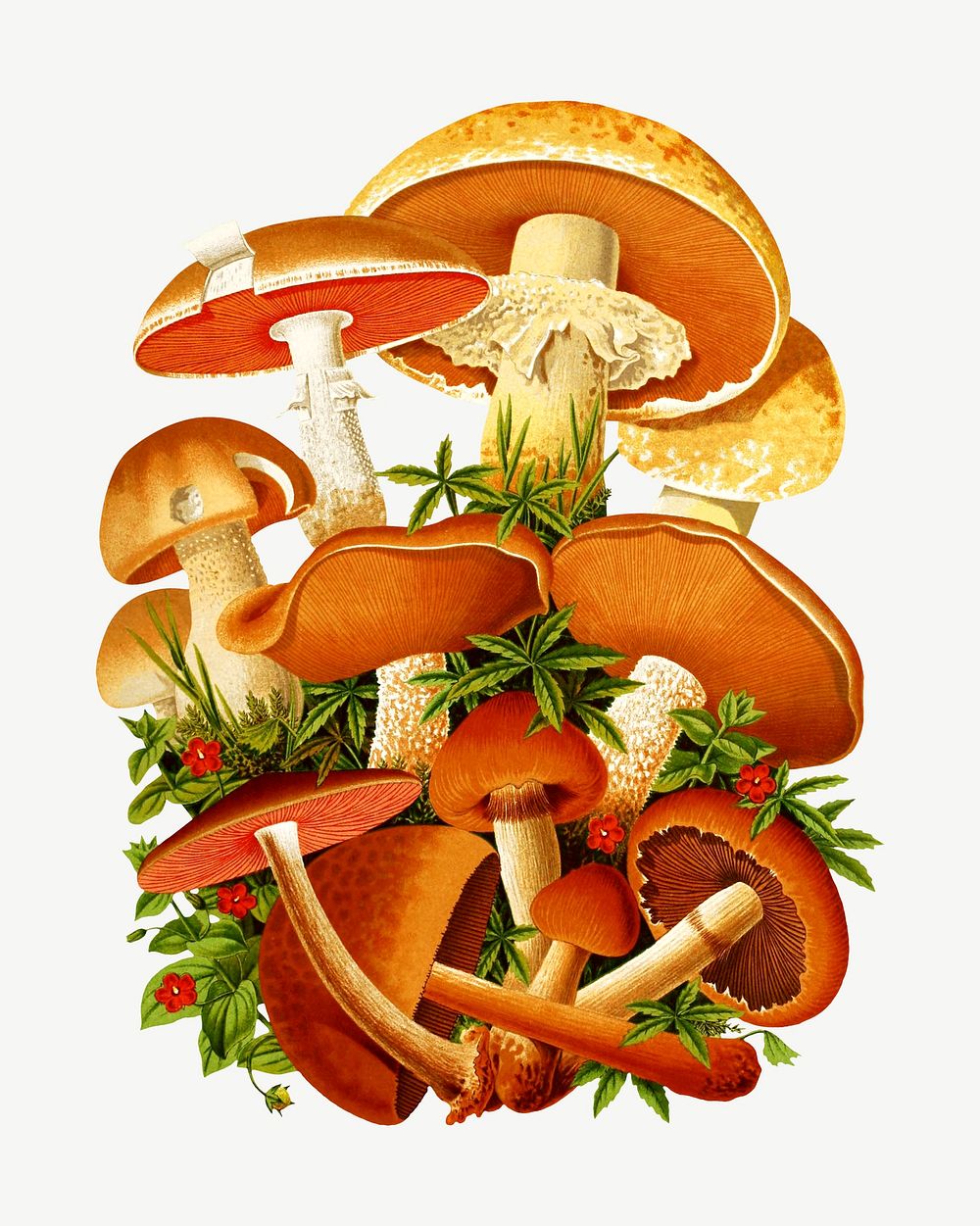 Mushroom vintage illustration psd. Remixed by rawpixel. 