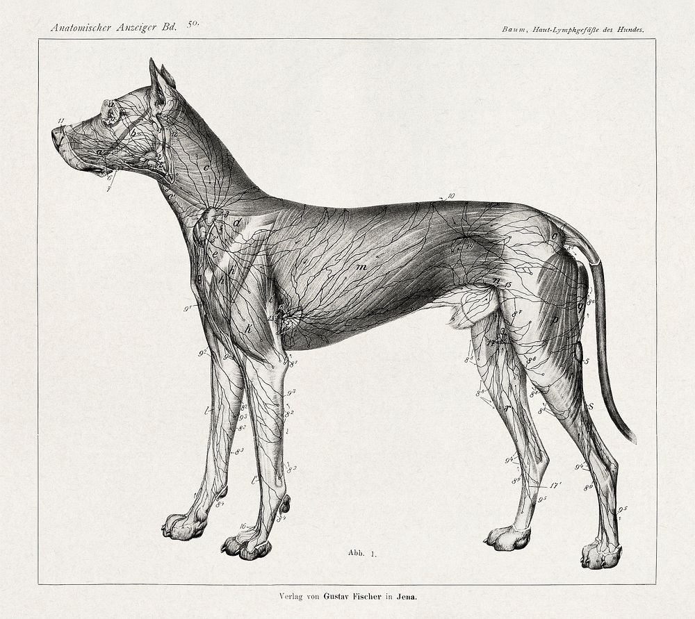 Anatomy of lymph vessels in dog (1917-1918) vintage illustration by Hermann Baum. Original public domain image from…