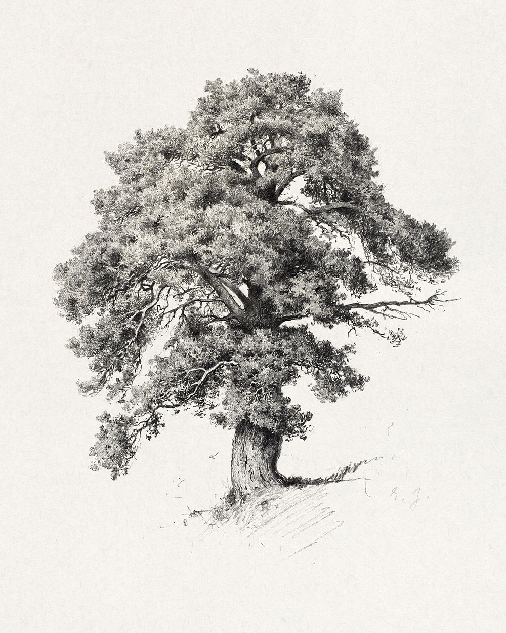 M&auml;nty. Todenn&auml;k. 1880-luvun j&auml;lkipuol. Mer. E. J., 1885 - 1889, tree illustration. Original public domain…